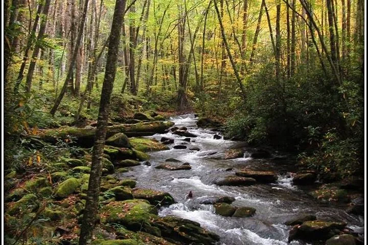 Ein felsiger Fluss, der durch einen üppigen, grünen Wald fließt.