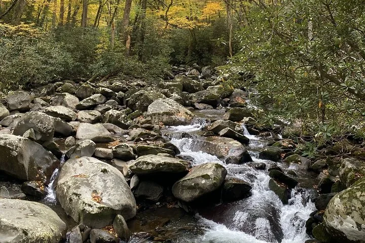 A rocky stream flows through a forest with autumn leaves.